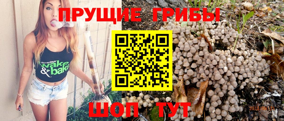 Борисоглебск  Псилоцибиновые грибы Cubensis  Вход с VPN 